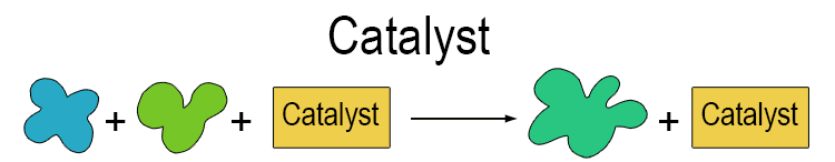 In the body, enzymes act as catalysts that speed up essential reactions such as digestion and metabolism.
